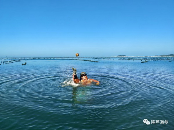 大連海參,曉芹海參,海參,海參捕撈,海參原產(chǎn)地,秋參.jpg