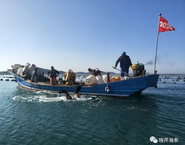 大連海參,曉芹海參,海參,海參捕撈,海參原產(chǎn)地,秋參.jpg